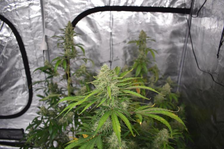 Sour crinkle + 3 bears OG Autoflower. Week 10 - 3 bears og (backleft) + Sour crinkle 1 (backright) + sour crinkle 2 (front)
