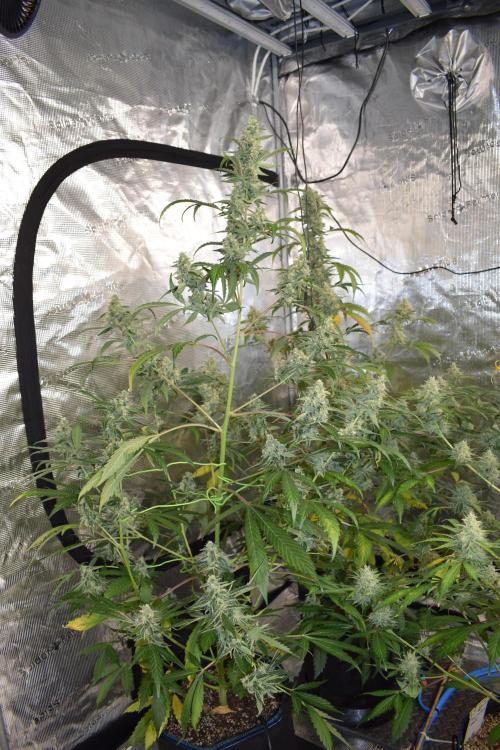 Sour crinkle + 3 bears OG Autoflower. Week 10 - 3 Bears OG day 65