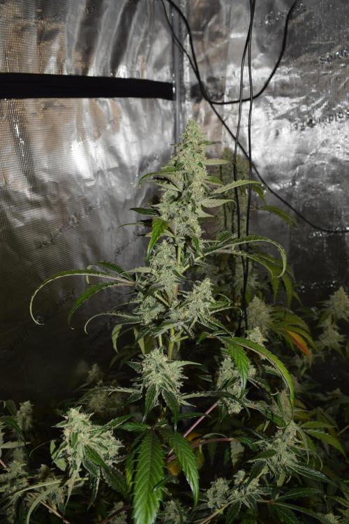 Sour crinkle + 3 bears OG Autoflower. Week 10 - 3 bears OG day 65