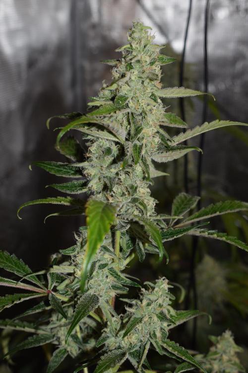 Sour crinkle + 3 bears OG Autoflower. Week 10 - 3 bears OG day 65