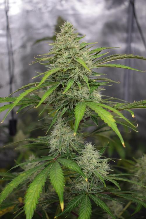 Sour crinkle + 3 bears OG Autoflower. Week 10 - Sour crinkle 2 day 65