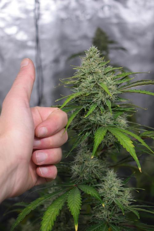 Sour crinkle + 3 bears OG Autoflower. Week 10 - Sour crinkle 2 day 65 