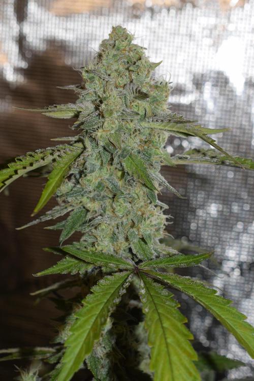 Sour crinkle + 3 bears OG Autoflower. Week 10 - Sour crinkle 1 day 65