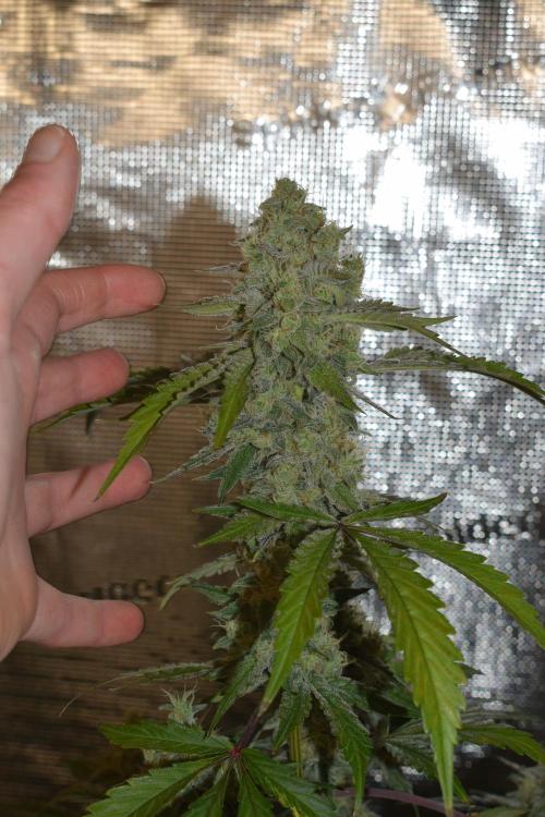 Sour crinkle + 3 bears OG Autoflower. Week 10 - Sour crinkle 1 day 65 
