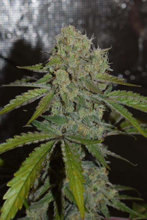 Sour crinkle + 3 bears OG Autoflower. Week 10 - Sour crinkle 1 day 65