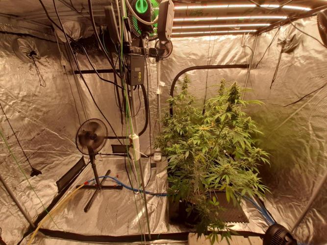 Sour crinkle + 3 bears OG Autoflower. Week 10 - Full tent view day 65 (Phone pic) 