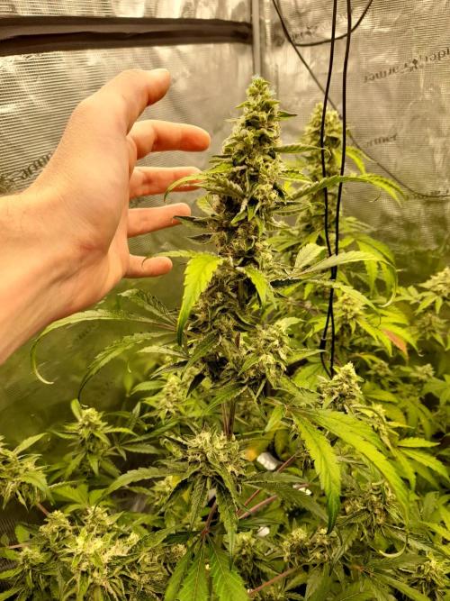 Sour crinkle + 3 bears OG Autoflower. Week 10 - 3 Bears OG day 65 (Size phone pic)