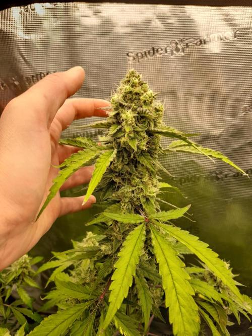 Sour crinkle + 3 bears OG Autoflower. Week 10 - Sour crinkle 1 day 65
