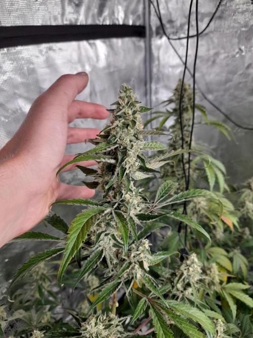 Sour crinkle + 3 bears OG Autoflower. Week 10 - 3 Bears OG day 65