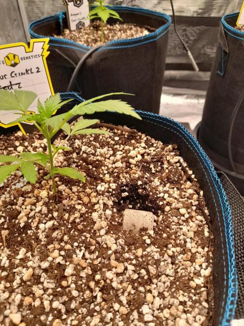 Sour crinkle + 3 bears OG Autoflower. Week 4 - How I applied biotab fertilizer tablet for autopot