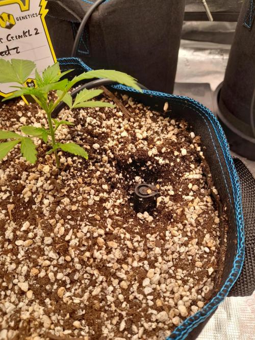 Sour crinkle + 3 bears OG Autoflower. Week 4 - How I applied biotab fertilizer tablet for autopot