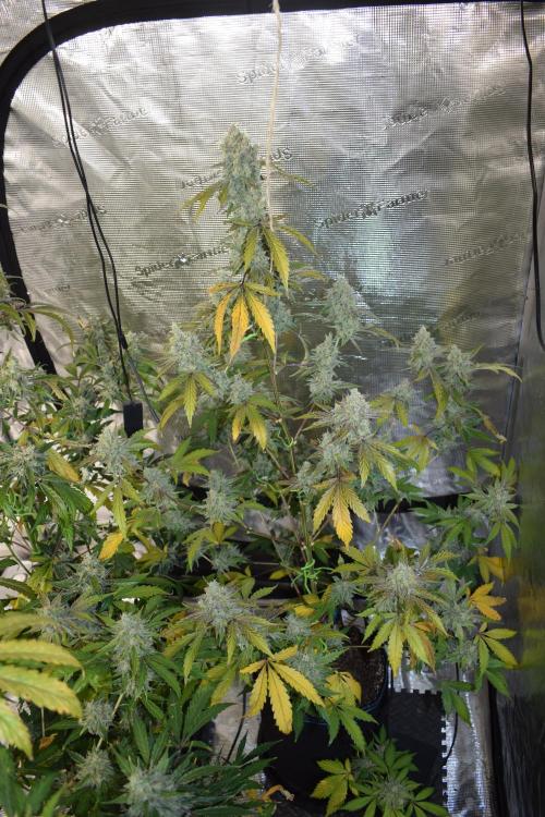 Sour crinkle + 3 bears OG Autoflower. Week 11 - Sour crinkle 1 day 73