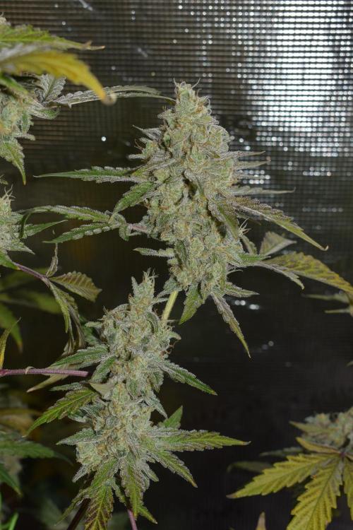 Sour crinkle + 3 bears OG Autoflower. Week 11 - Sour crinkle 1 day 73