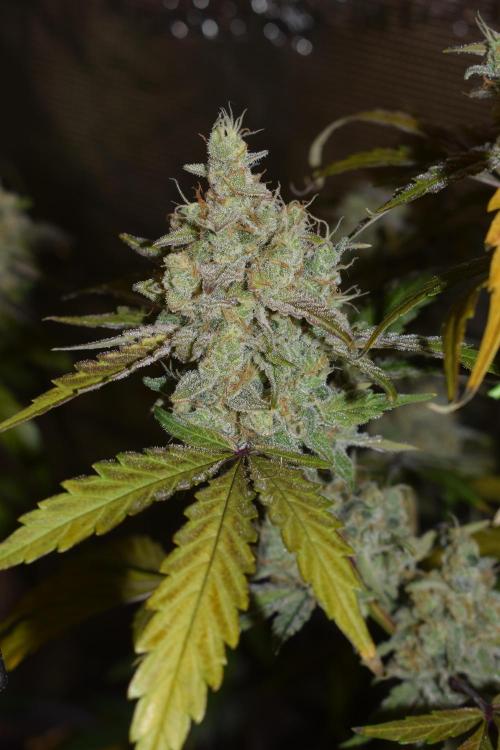 Sour crinkle + 3 bears OG Autoflower. Week 11 - Sour crinkle 1 day 73