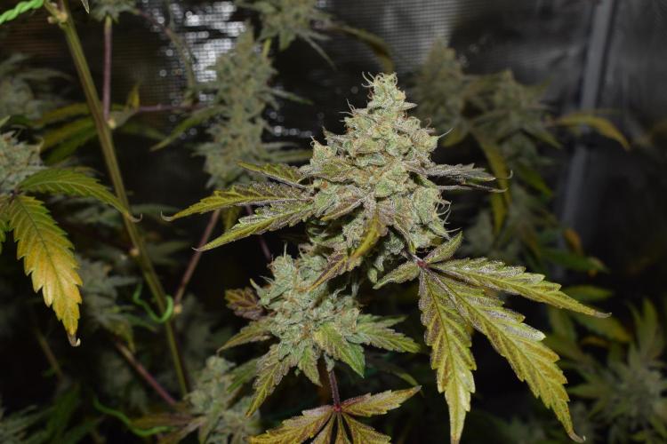Sour crinkle + 3 bears OG Autoflower. Week 11 - Sour crinkle 1 day 73