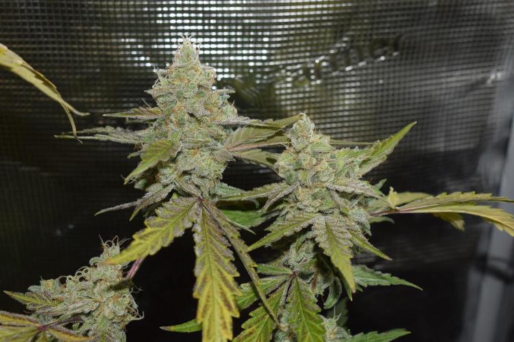 Sour crinkle + 3 bears OG Autoflower. Week 11 - Sour crinkle 1 day 73