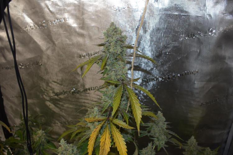 Sour crinkle + 3 bears OG Autoflower. Week 11 - Sour crinkle 1 day 73