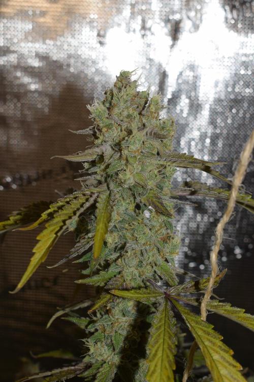 Sour crinkle + 3 bears OG Autoflower. Week 11 - Sour crinkle 1 day 73
