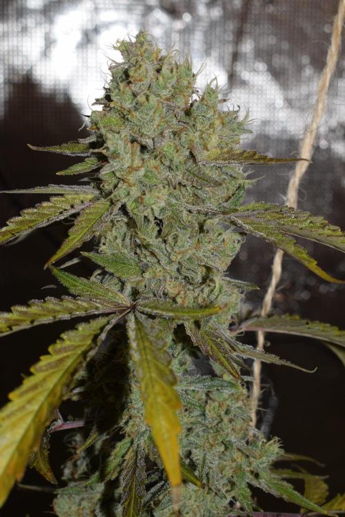 Sour crinkle + 3 bears OG Autoflower. Week 11 - Sour crinkle 1 day 73