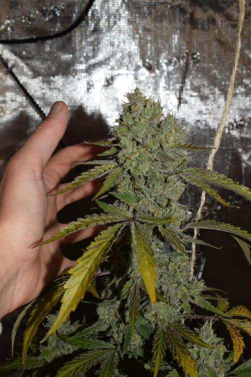 Sour crinkle + 3 bears OG Autoflower. Week 11 - Sour crinkle 1 day 73