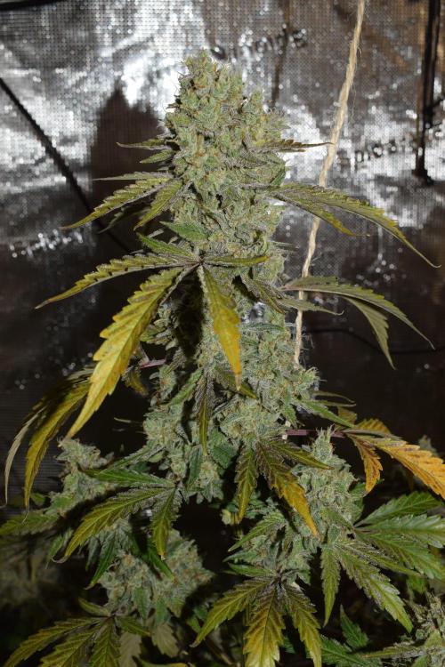 Sour crinkle + 3 bears OG Autoflower. Week 11 - Sour crinkle 1 day 73