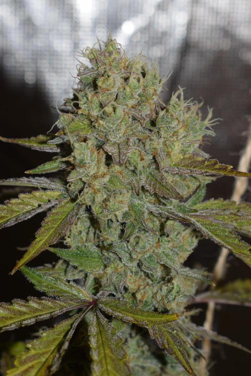 Sour crinkle + 3 bears OG Autoflower. Week 11 - Sour crinkle 1 day 73
