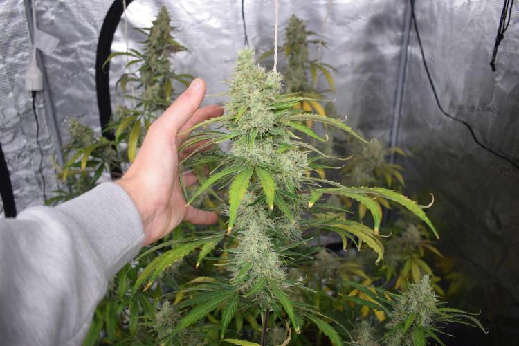 Sour crinkle + 3 bears OG Autoflower. Week 11 - Sour crinkle 2 day 73