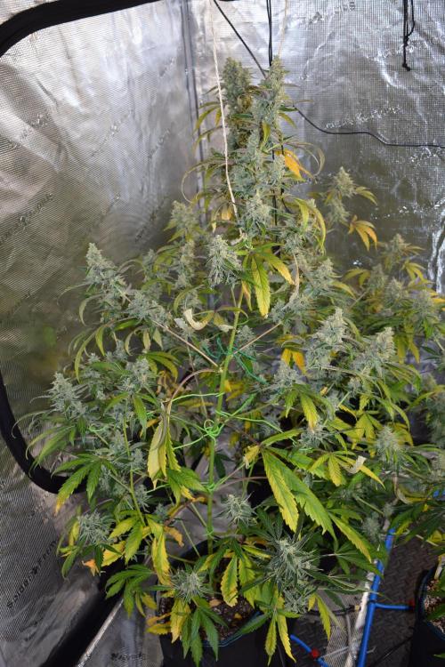 Sour crinkle + 3 bears OG Autoflower. Week 11 - 3 bears OG day 73