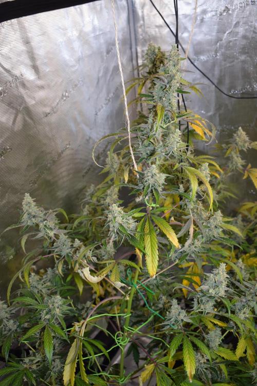Sour crinkle + 3 bears OG Autoflower. Week 11 - 3 bears OG day 73
