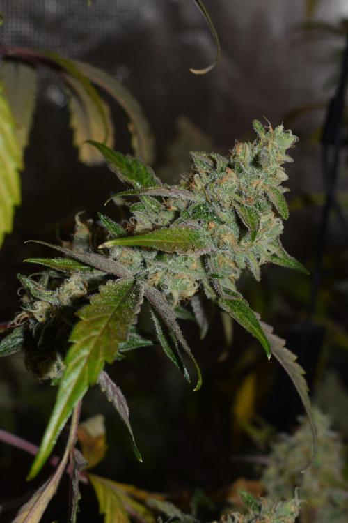 Sour crinkle + 3 bears OG Autoflower. Week 11 - 3 bears OG day 73