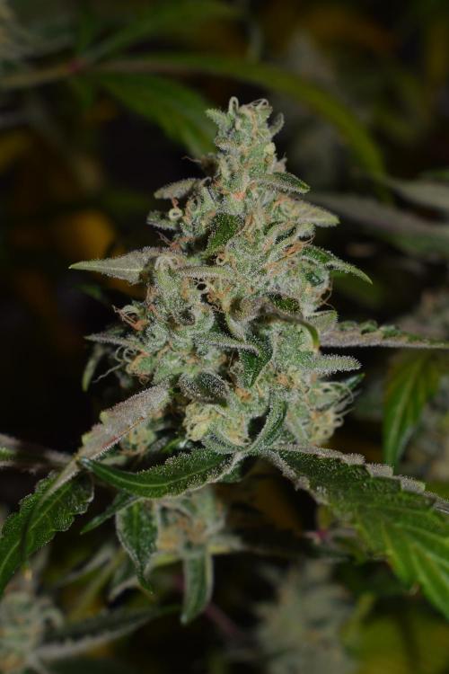 Sour crinkle + 3 bears OG Autoflower. Week 11 - 3 bears OG day 73