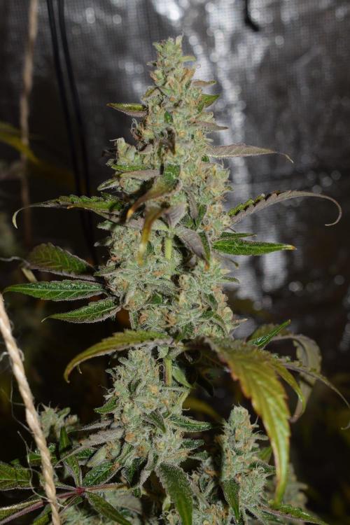 Sour crinkle + 3 bears OG Autoflower. Week 11 - 3 bears OG day 73
