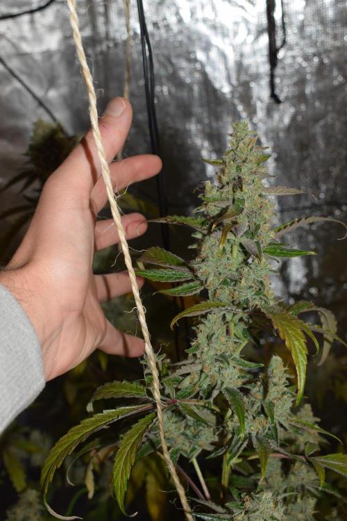 Sour crinkle + 3 bears OG Autoflower. Week 11 - 3 bears OG day 73