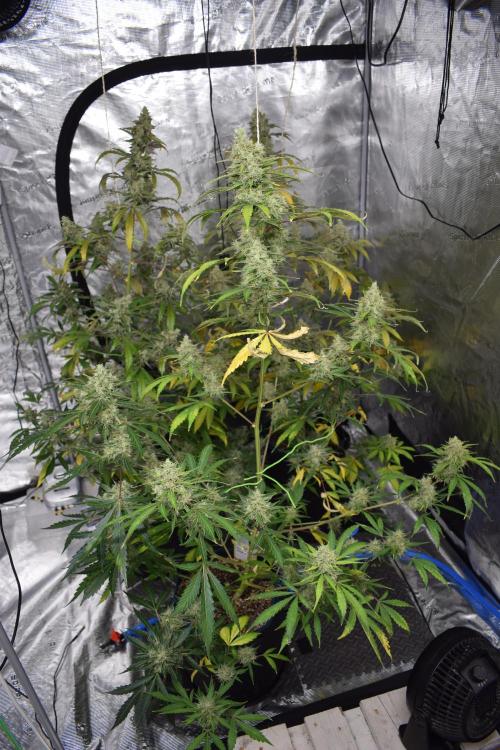 Sour crinkle + 3 bears OG Autoflower. Week 11 - Sour crinkle 2 day 73