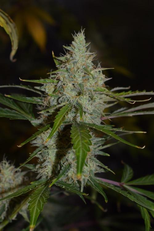 Sour crinkle + 3 bears OG Autoflower. Week 11 - Sour crinkle 2 day 73