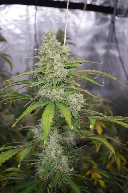 Sour crinkle + 3 bears OG Autoflower. Week 11 - Sour crinkle 2 day 73