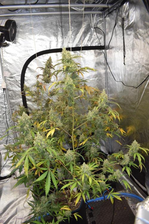 Sour crinkle + 3 bears OG Autoflower. Week 12 - Sour crinkle 2 day 79
