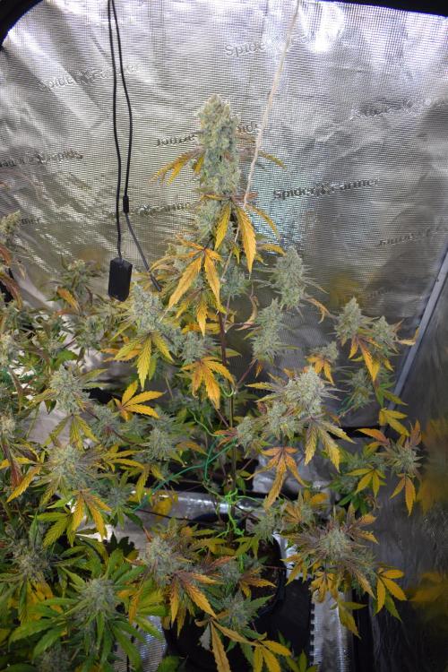 Sour crinkle + 3 bears OG Autoflower. Week 12 - Sour crinkle 1 day 79