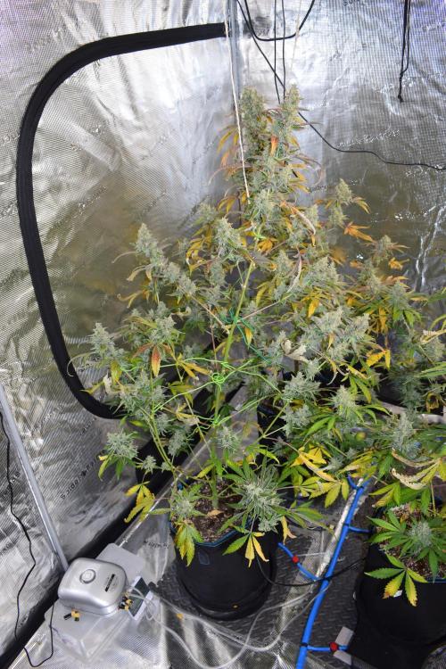 Sour crinkle + 3 bears OG Autoflower. Week 12 - 3 bears OG day 79