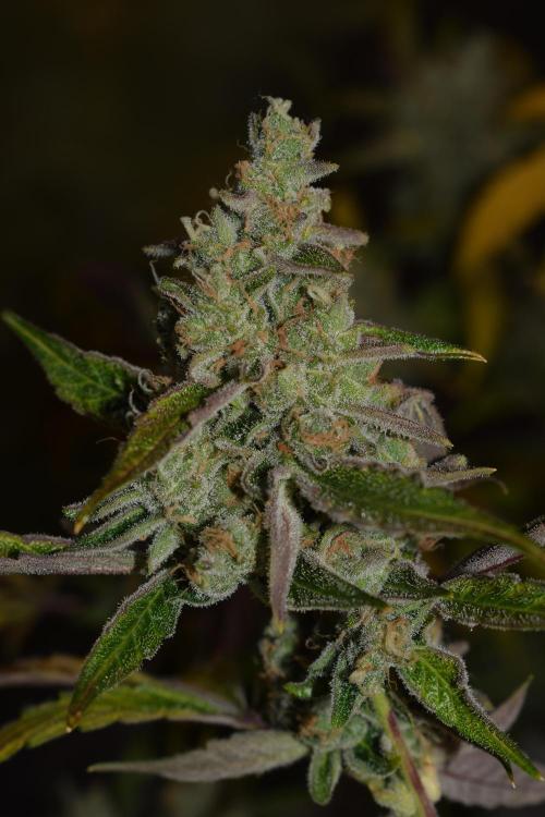 Sour crinkle + 3 bears OG Autoflower. Week 12 - 3 bears OG day 79