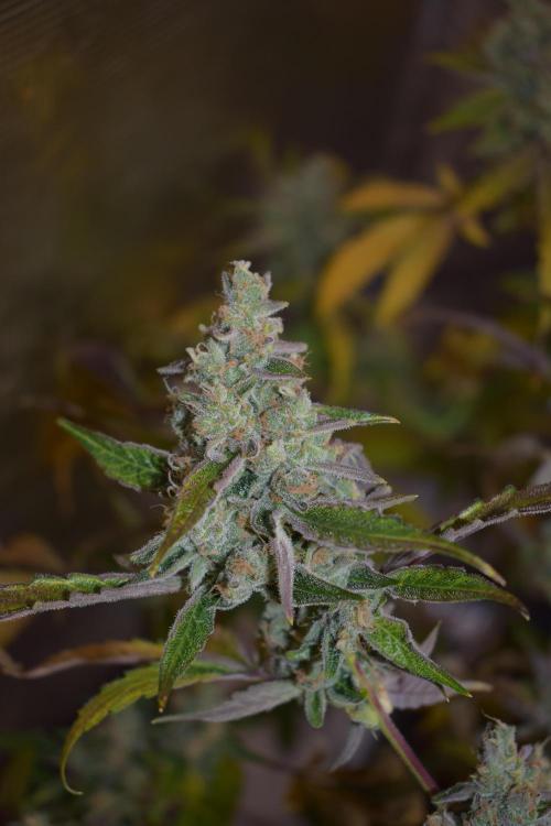 Sour crinkle + 3 bears OG Autoflower. Week 12 - 3 bears OG day 79