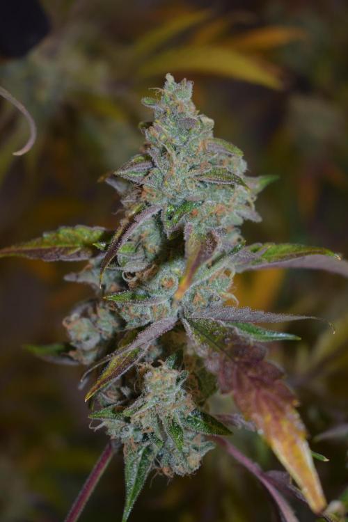 Sour crinkle + 3 bears OG Autoflower. Week 12 - 3 bears OG day 79