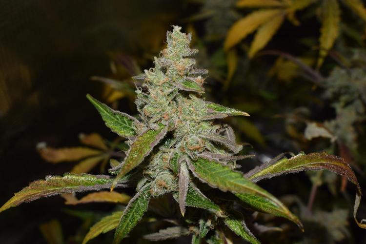 Sour crinkle + 3 bears OG Autoflower. Week 12 - 3 bears OG day 79
