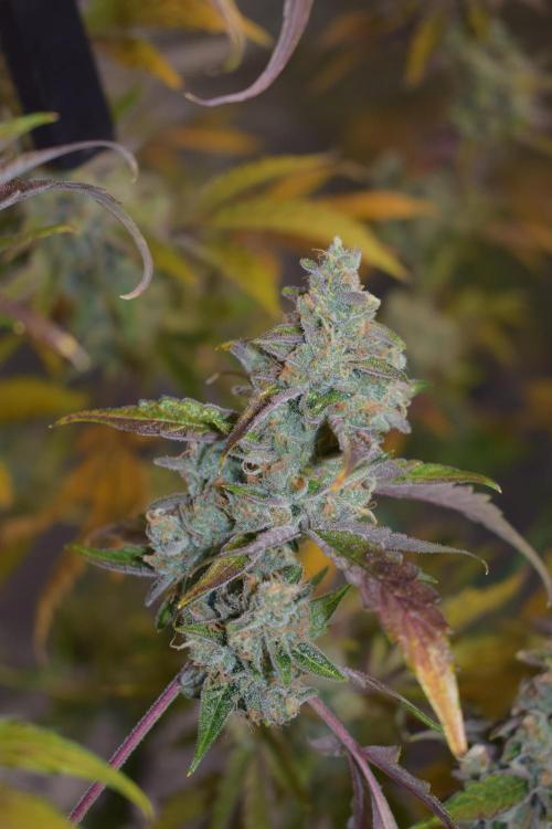Sour crinkle + 3 bears OG Autoflower. Week 12 - 3 bears OG day 79