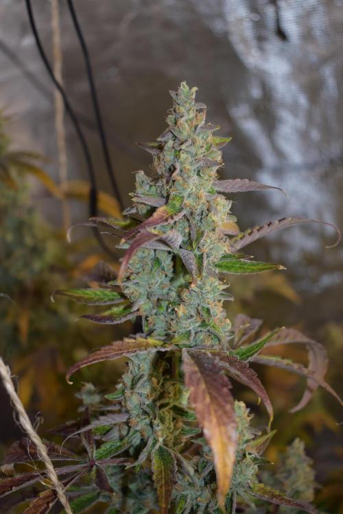 Sour crinkle + 3 bears OG Autoflower. Week 12 - 3 bears OG day 79