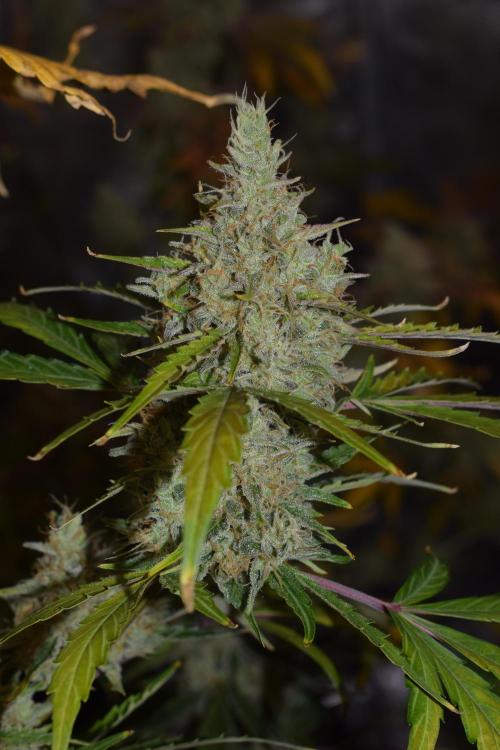 Sour crinkle + 3 bears OG Autoflower. Week 12 - Sour crinkle 2 day 79