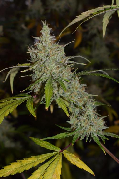 Sour crinkle + 3 bears OG Autoflower. Week 12 - Sour crinkle 2 day 79