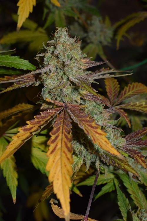 Sour crinkle + 3 bears OG Autoflower. Week 12 - Sour crinkle 1 day 79