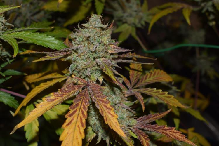 Sour crinkle + 3 bears OG Autoflower. Week 12 - Sour crinkle 1 day 79