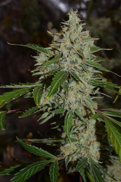 Sour crinkle + 3 bears OG Autoflower. Week 12 - Sour crinkle 2 day 79